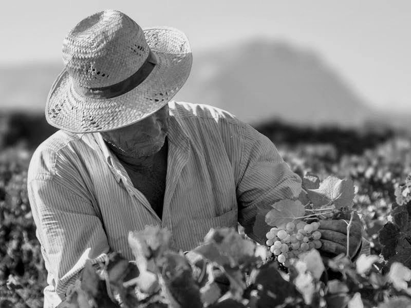 Sormarí vineyard worker