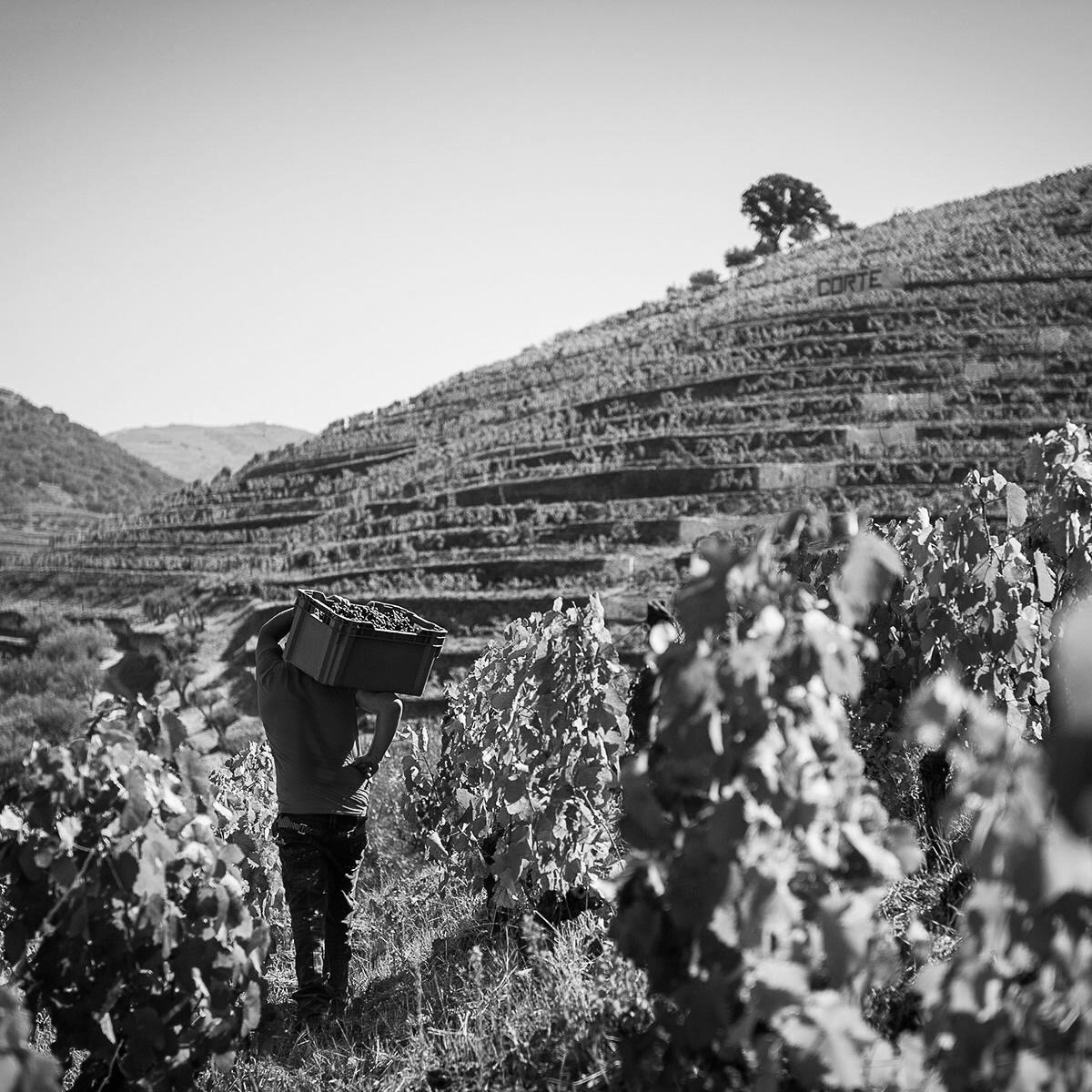 Our winemaking process